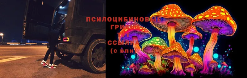 Галлюциногенные грибы Cubensis  Кяхта 